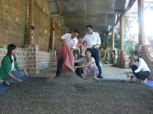 Thầu dầu - cây "xóa đói giảm nghèo" vùng Tây Nguyên ảnh 2